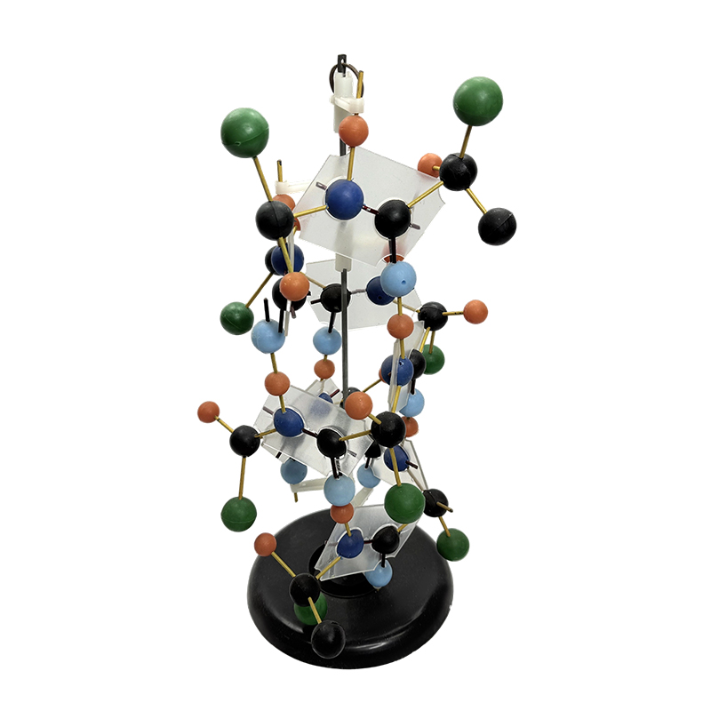 Educational equipment DNA structure model biological model 
